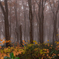 Misty forest