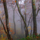 Misty forest