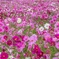 秋桜の花畑