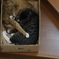 箱猫