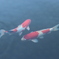 鯉