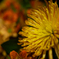 Empire chrysanthemum