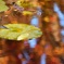 紅葉の池