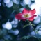 一重の薔薇