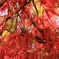 雨上がりの紅葉