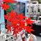 ヨドバシ店内の紅葉