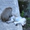 まったり