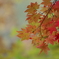紅葉