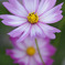 COSMOS III