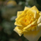 美薔薇