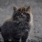 ニャンコ界隈の名子役