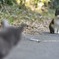 ニャンコ大抗争