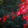 Red　１