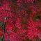 Red　２