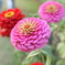 山口ゆめ花博