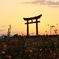 コスモスと夕焼け