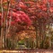 紅のトンネル