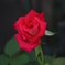 薔薇（バラ）