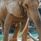 多摩動物公園だゾウ