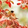 紅葉と