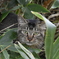 根室半島に猫がいた。