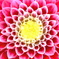 花模様（１）