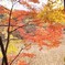 大沼の紅葉