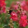 富良野の花畑にて
