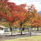 赤×黄の紅葉