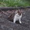 ヤツが来た その１