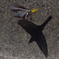 もう一羽のBlack bird