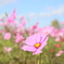 秋桜