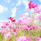 秋桜2