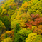 白馬の紅葉