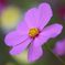 一輪の花