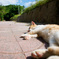 猫道とは寝ることと見つけたり