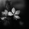 Not to damage the delicate heart