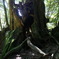 yakushima_11