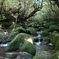 yakushima_13