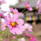 蜂と秋桜
