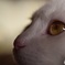 cat eye