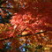 軽井沢の紅葉