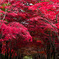 紅葉のトンネル