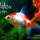 Golden Fish