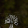 Spider Web