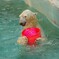 お気に入り