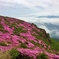 天空の花畑