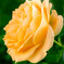There is a yellow rose.