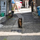ついてくんな