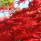 紅の中
